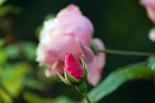 October Rose October Rose